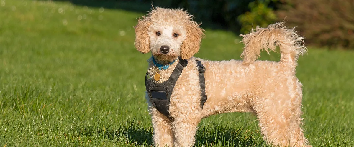 Charming curly-haired dog wearing a harness, standing confidently on lush green grass under a clear blue sky.