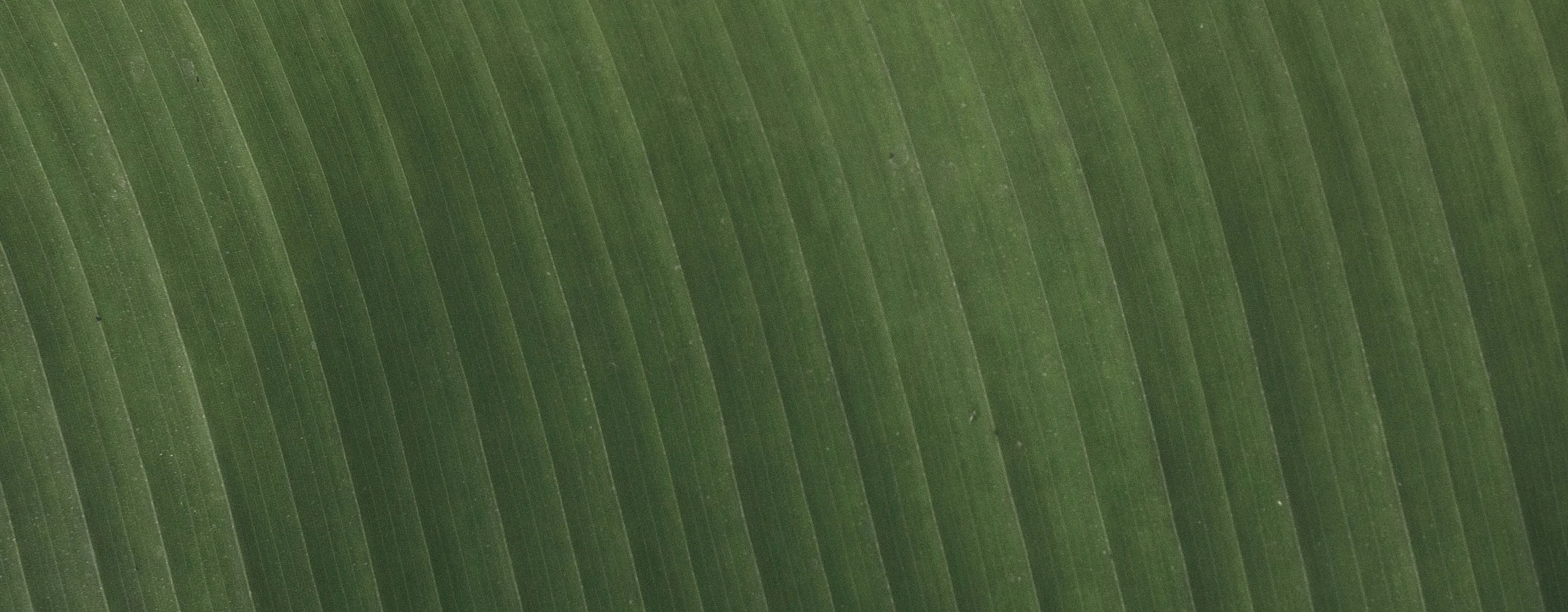 Vibrant close-up of a lush green leaf, showcasing natural texture and elegant curves.