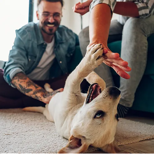 Cozy living room scene with a happy couple playing with a playful dog on a plush rug in a sunlit apartment.