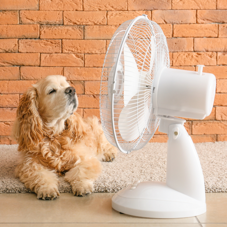 dog fanning off