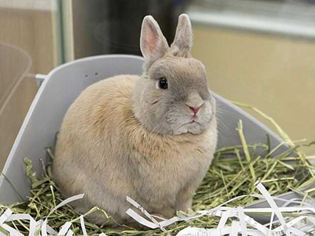 pet rabbit