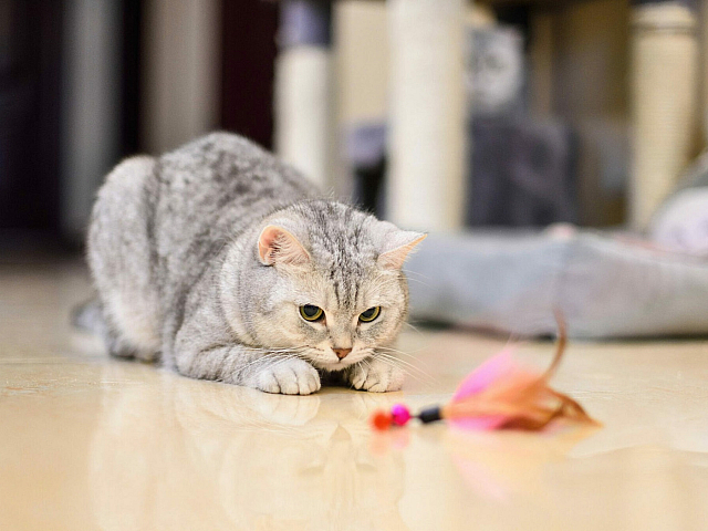 pet cat