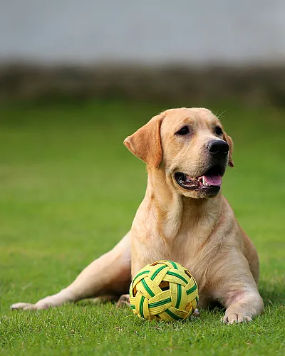 dog