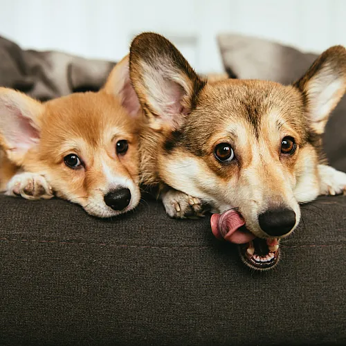 Dogs
