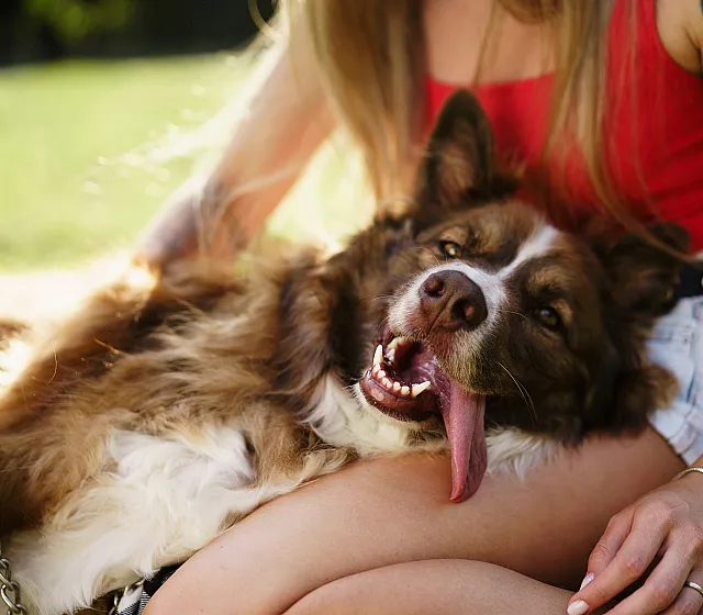 dog