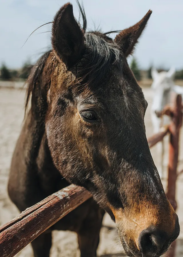horse