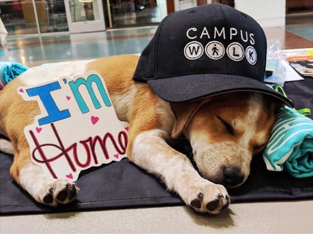 Pet-Friendly Apartment Homes