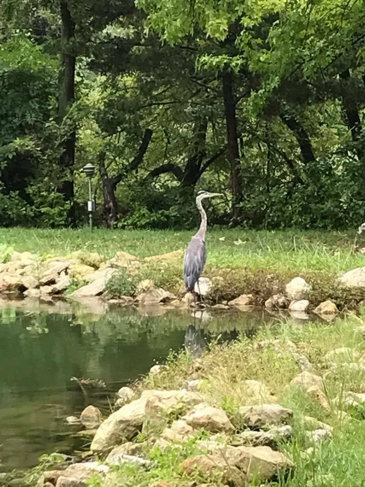 Crane