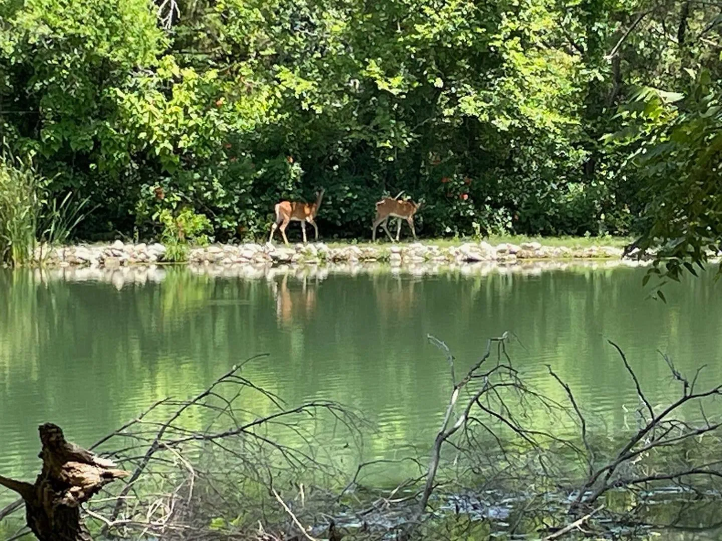 Deer 001