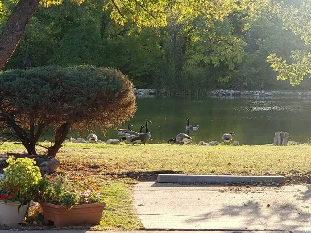 Ducks