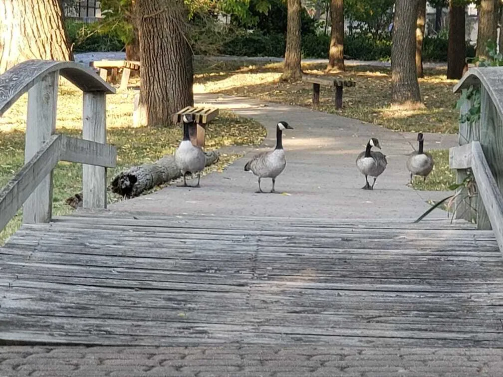 Ducks