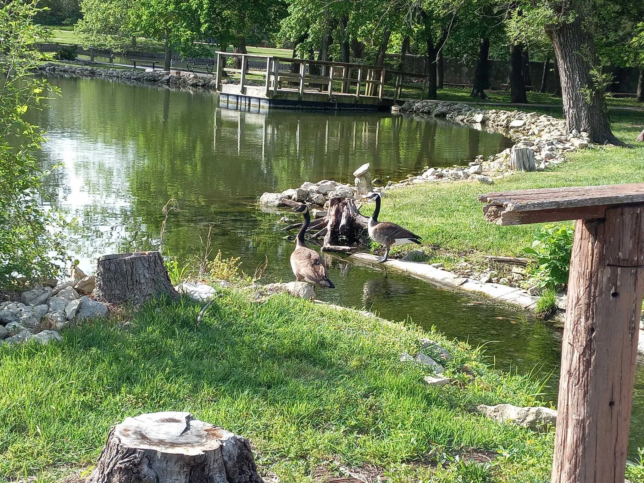 Ducks