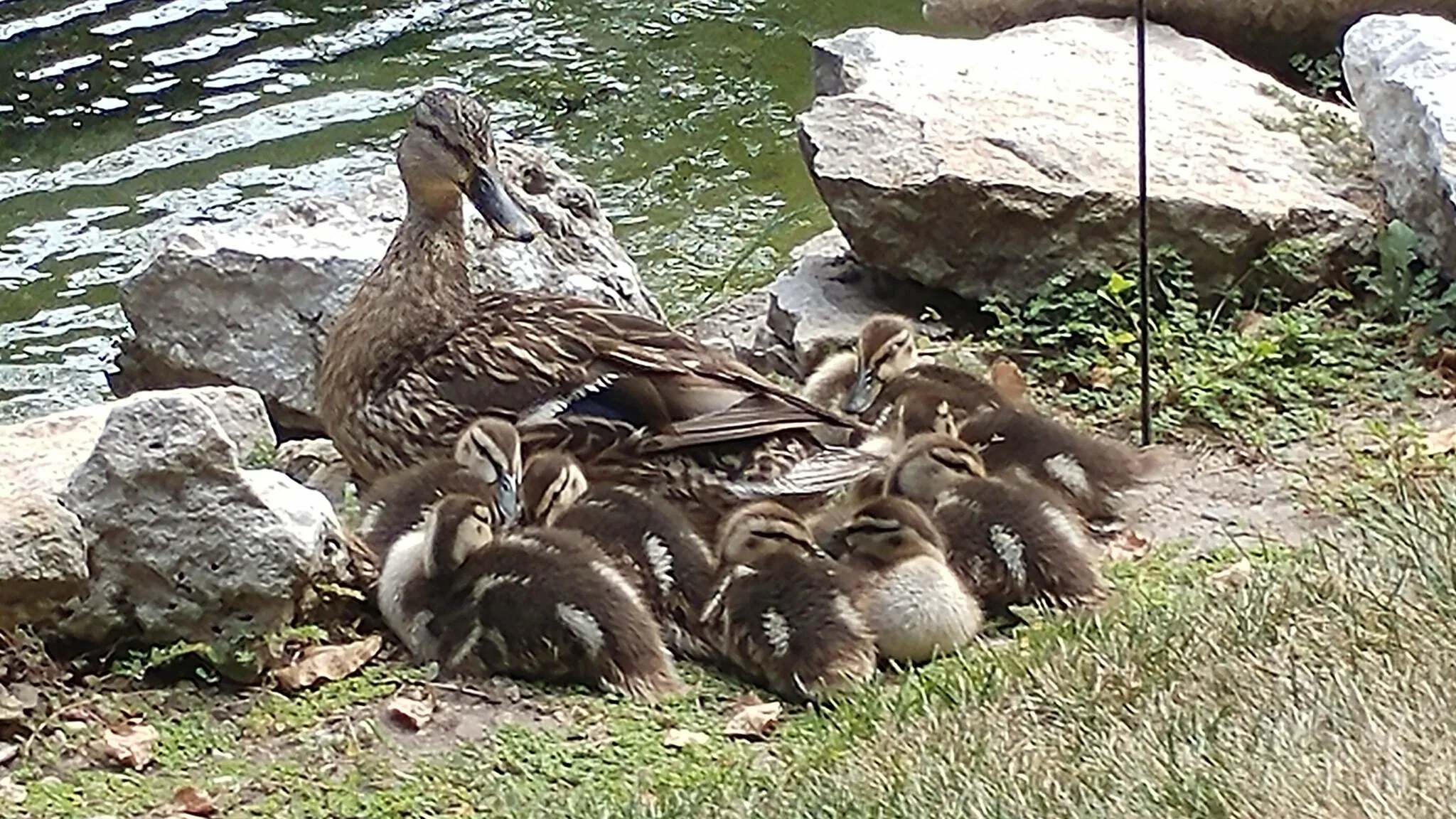 Ducks