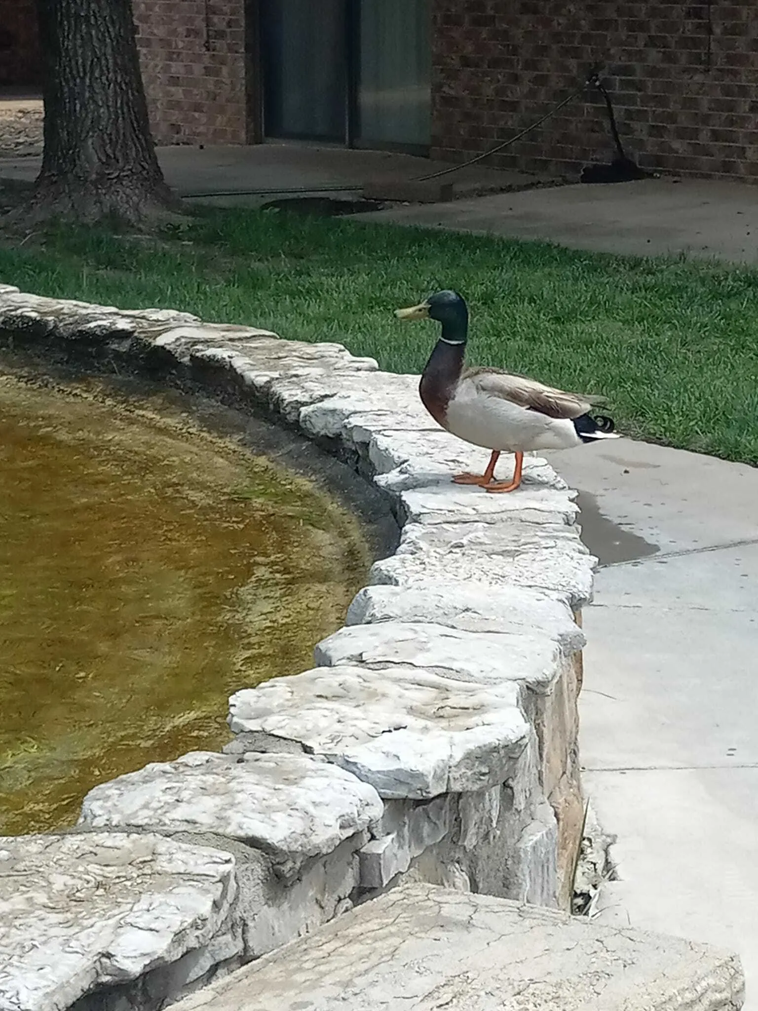 Ducks
