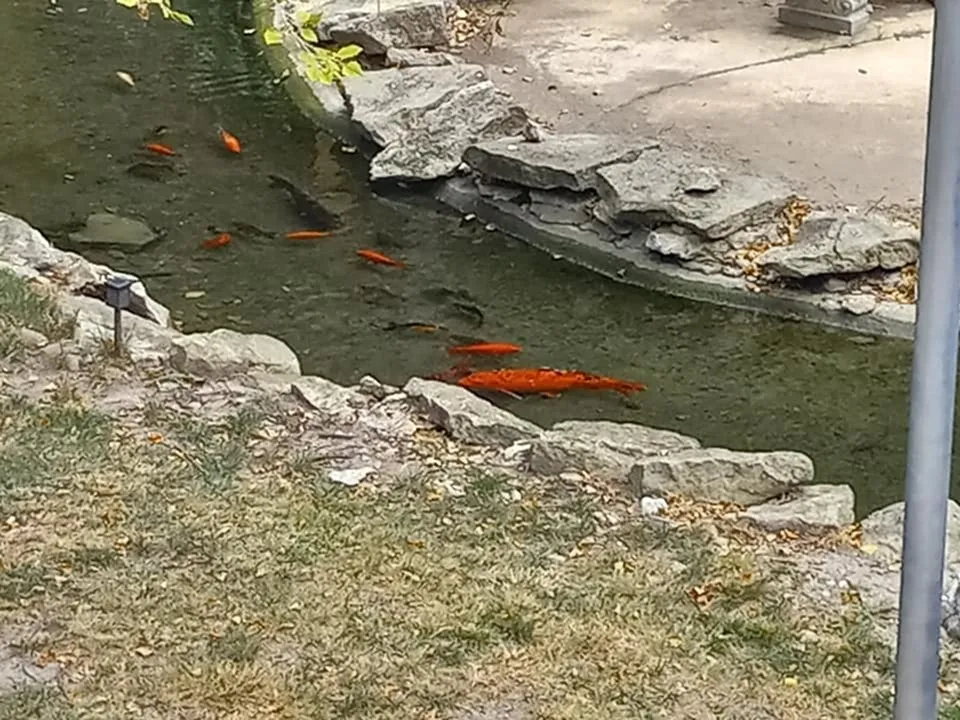 Koi pond