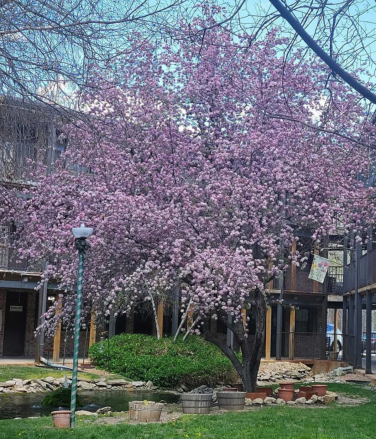 Picture of tree