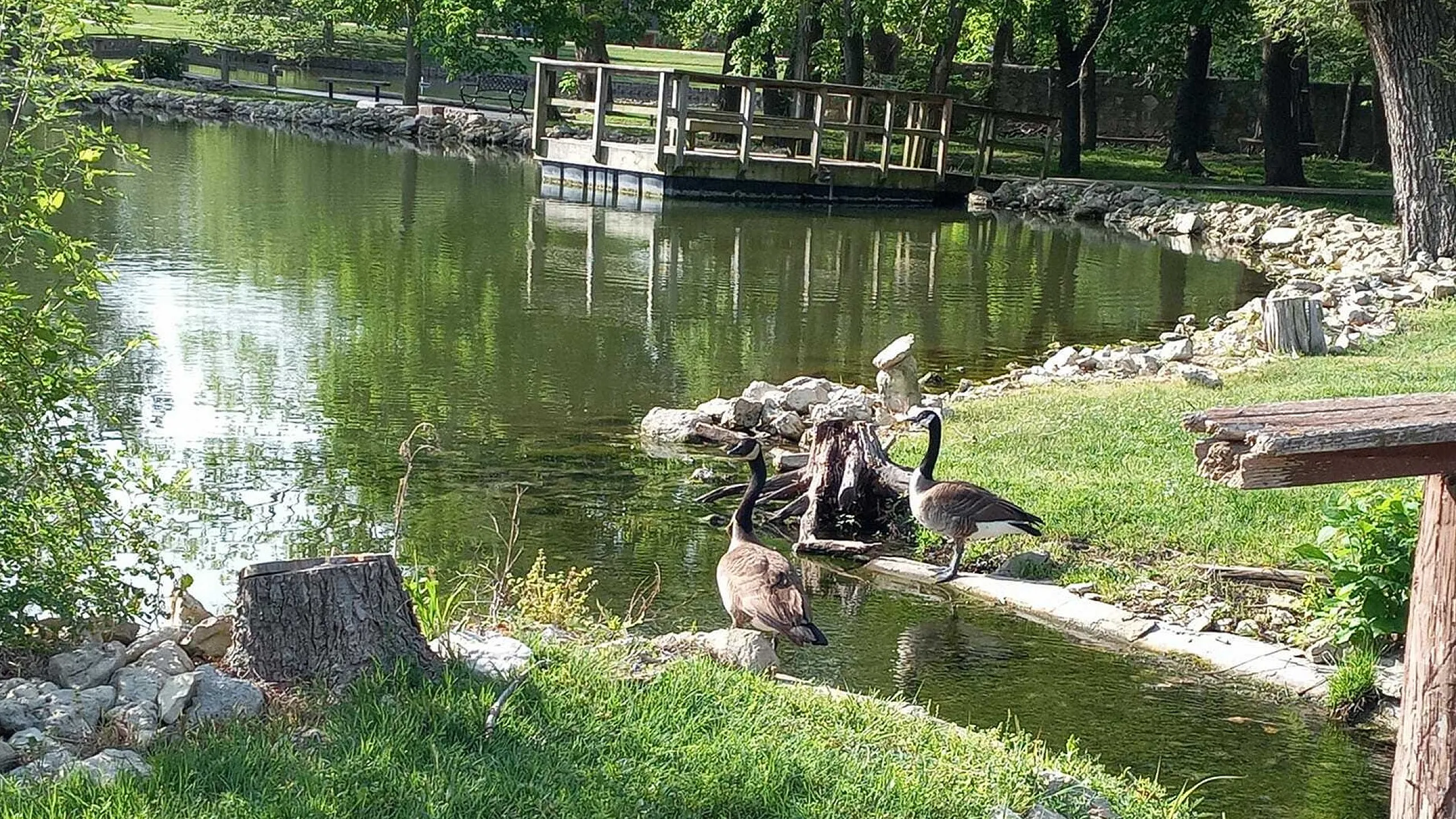 Ducks around pond
