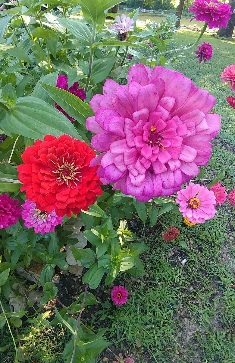 Flowers
