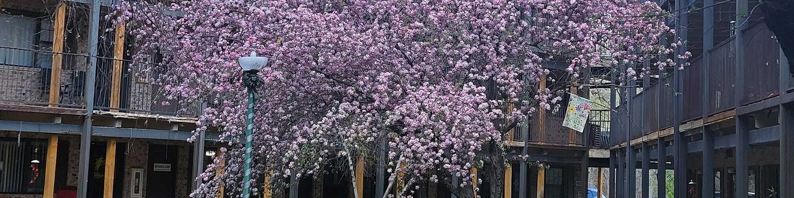 Picture of tree