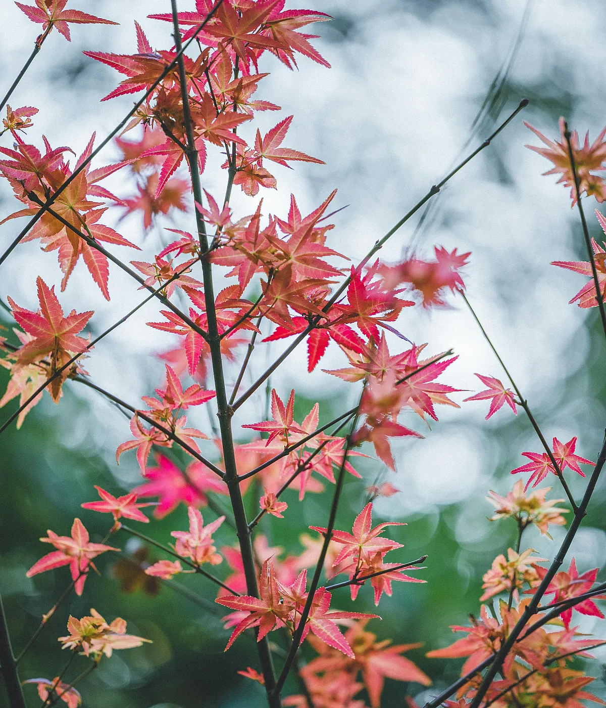 Maple Leaves