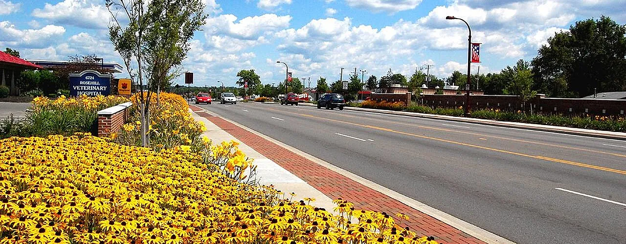 Charming street view with vibrant yellow flowers in bloom and a blue sky, ideal for a pleasant neighborhood setting.