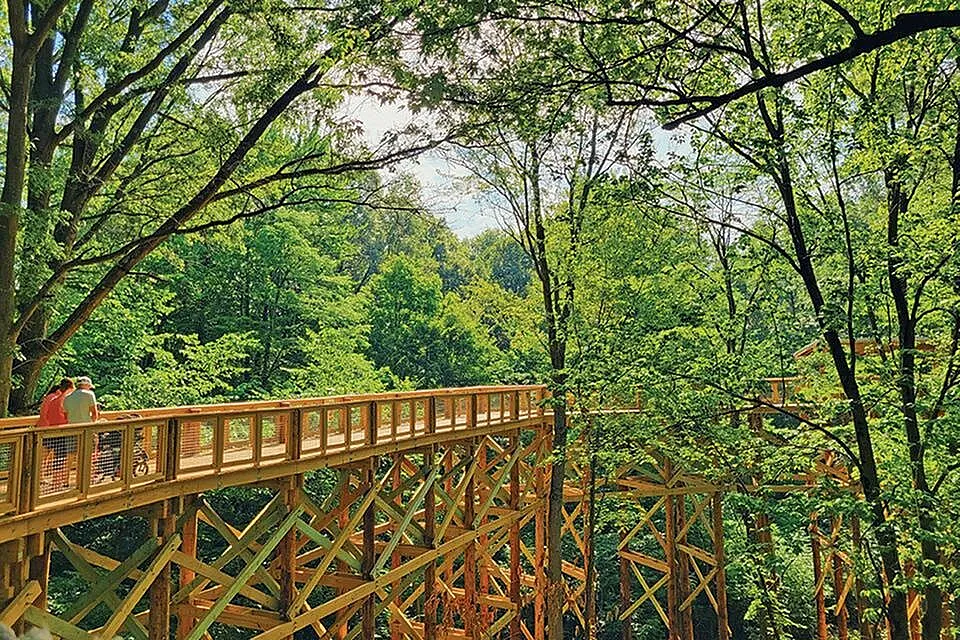 Breathtaking elevated wooden walkway surrounded by lush green forest, perfect for leisurely strolls and nature appreciation.