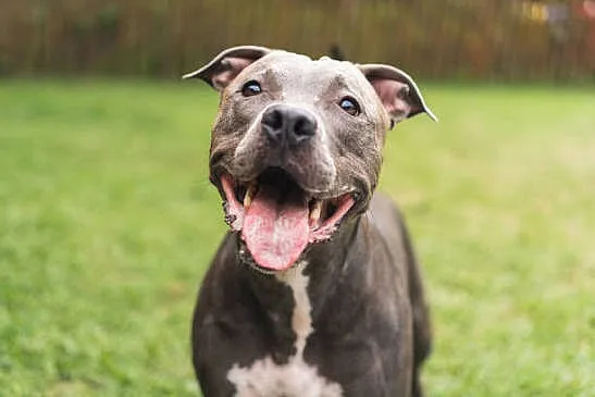 Happy pit bull enjoying a sunny day on lush green grass.