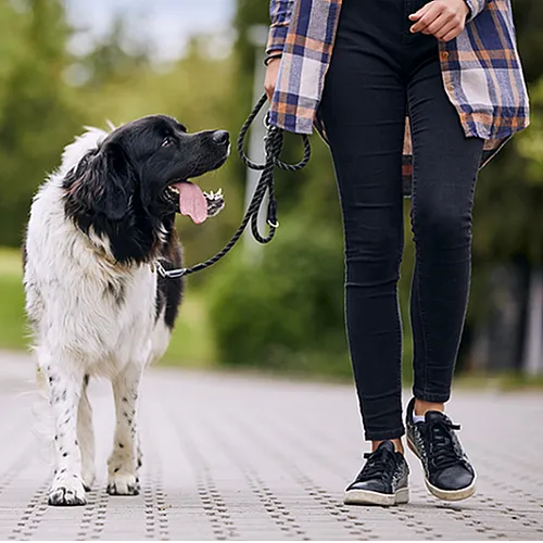 Charming scene of a happy dog enjoying a walk with its owner in a serene, green park setting.