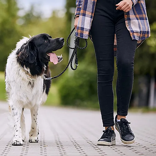 Enjoying a leisurely walk through a scenic park, this large black and white dog and its owner stroll down a sunny pathway.