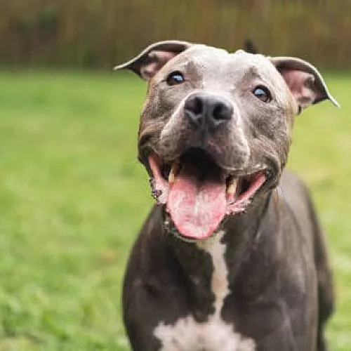Joyful dog with a shiny coat playfully smiling in a lush green yard, embodying happiness and energy.