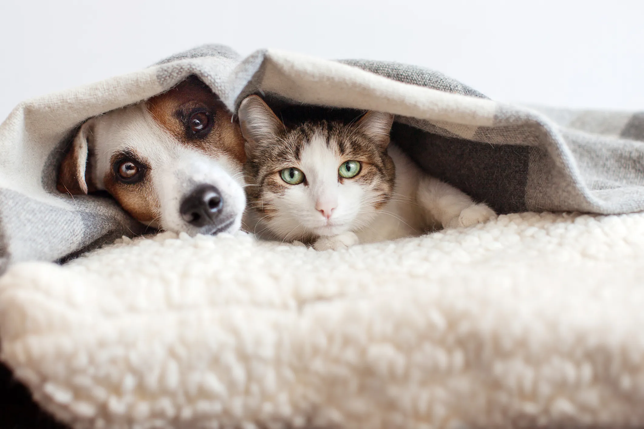 Adorable dog and cat snuggled together under a cozy blanket, radiating warmth and companionship.