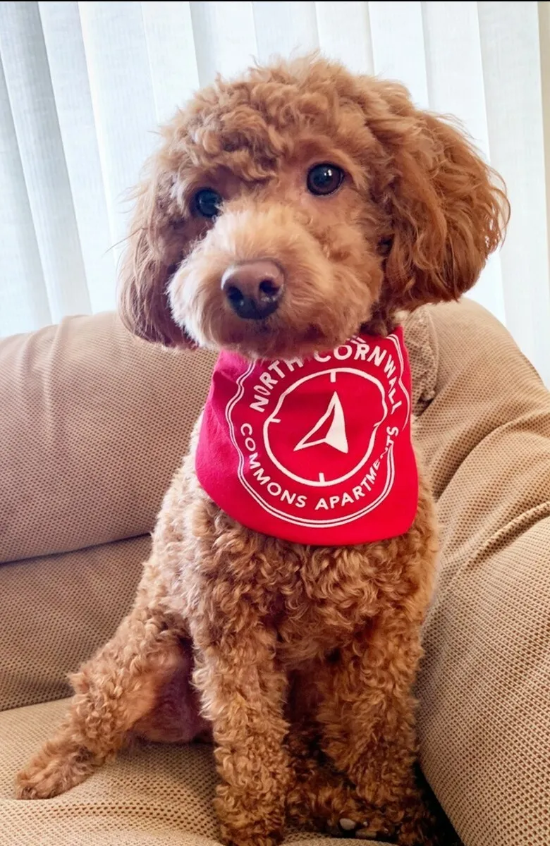 ncca-pup