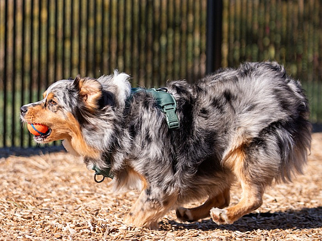 Playful dog enjoying a vibrant ball game in a sunny, fenced area, highlighting a pet-friendly environment.
