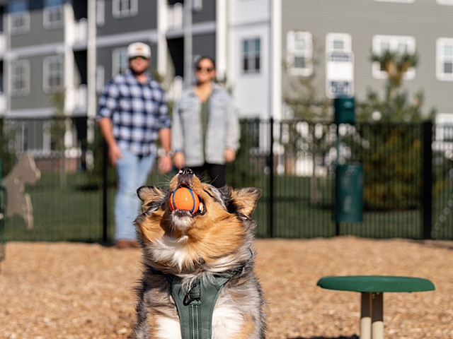 Vibrant dog park scene with happy dog catching ball amidst modern apartment backdrop, ideal for pet-friendly living.