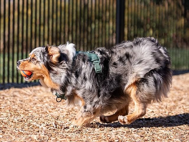 Energetic dog playing fetch with a bright orange ball in a spacious, fenced-in yard on a sunny day.