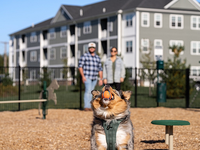 Modern apartment community with pet-friendly amenities, including a playful dog catching a ball in a scenic outdoor area.