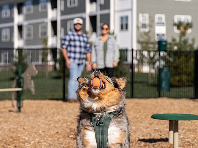 Vibrant pet-friendly community showcasing a happy dog playing fetch in a well-maintained outdoor space with modern apartments in the background.