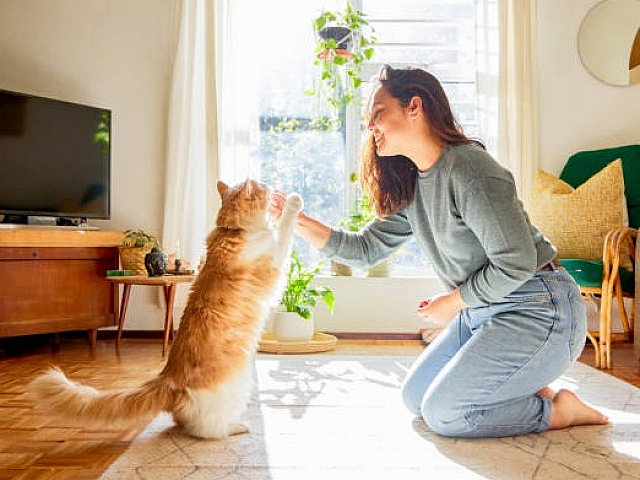 Bright living room with natural light, featuring a cozy atmosphere as a woman plays with her cat on a sunlit rug, complemented by modern furniture and green plants.