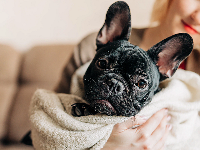 Adorable black French bulldog cozily wrapped in a soft, beige blanket.