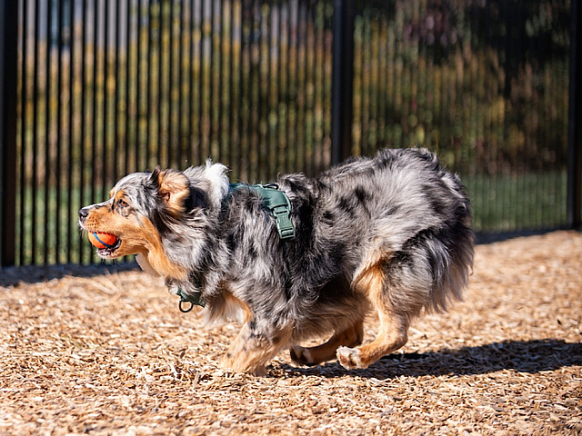 Energetic Australian Shepherd with a colorful ball playfully explores a sunlit, fenced-in park with natural woodchip ground.