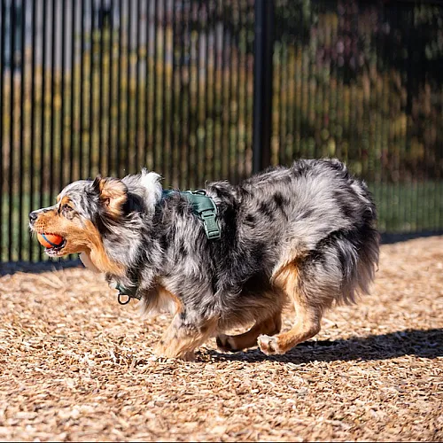 Dog Park