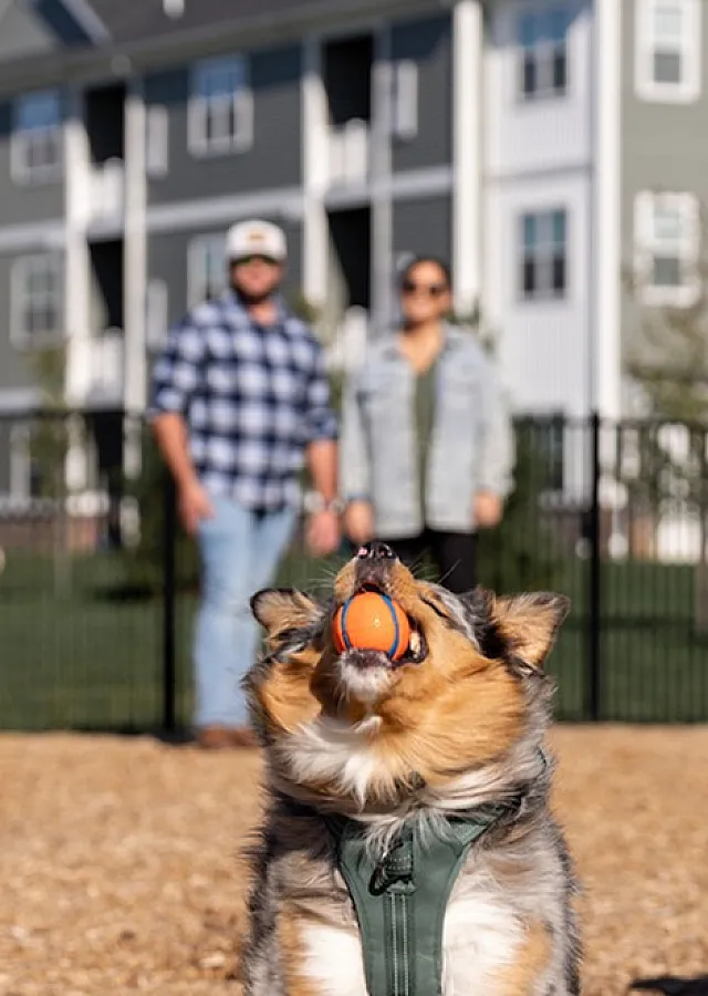 Dog