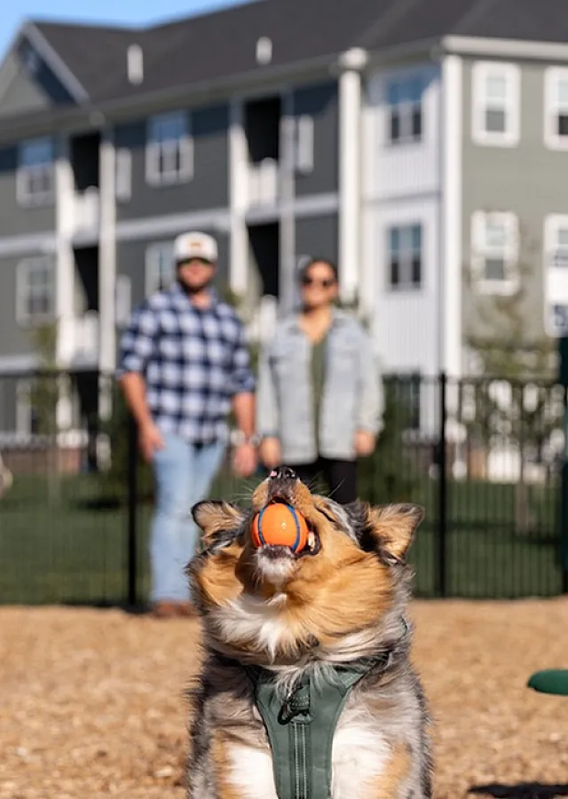 Dog