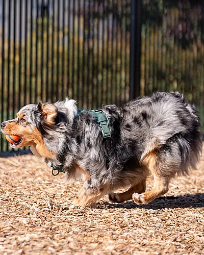 dog