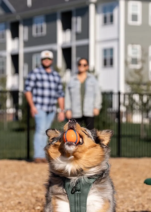 dog park