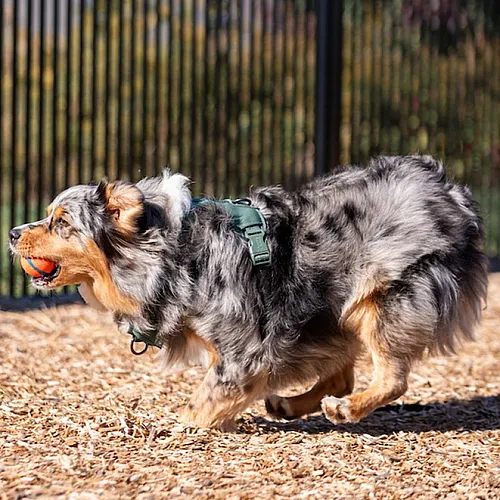 Energetic dog playing with a ball in a fenced dog park area.