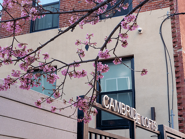 Charming Cambridge Lofts exterior with blooming cherry blossoms against a backdrop of modern architecture, offering a vibrant and inviting urban living experience.