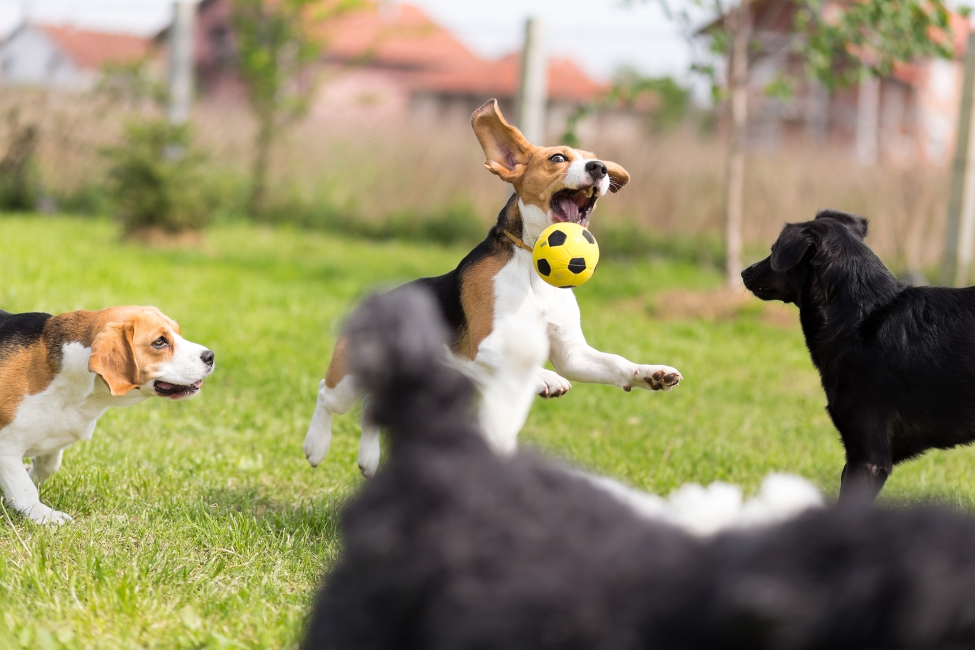 Lively group of dogs playing in a sunlit garden, with one dog joyfully catching a yellow soccer ball mid-air.