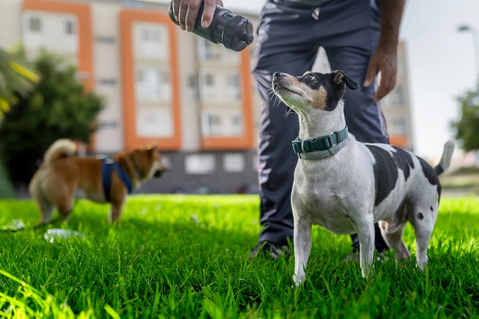 Vibrant urban lifestyle with dogs enjoying a lush green lawn in front of modern apartments.