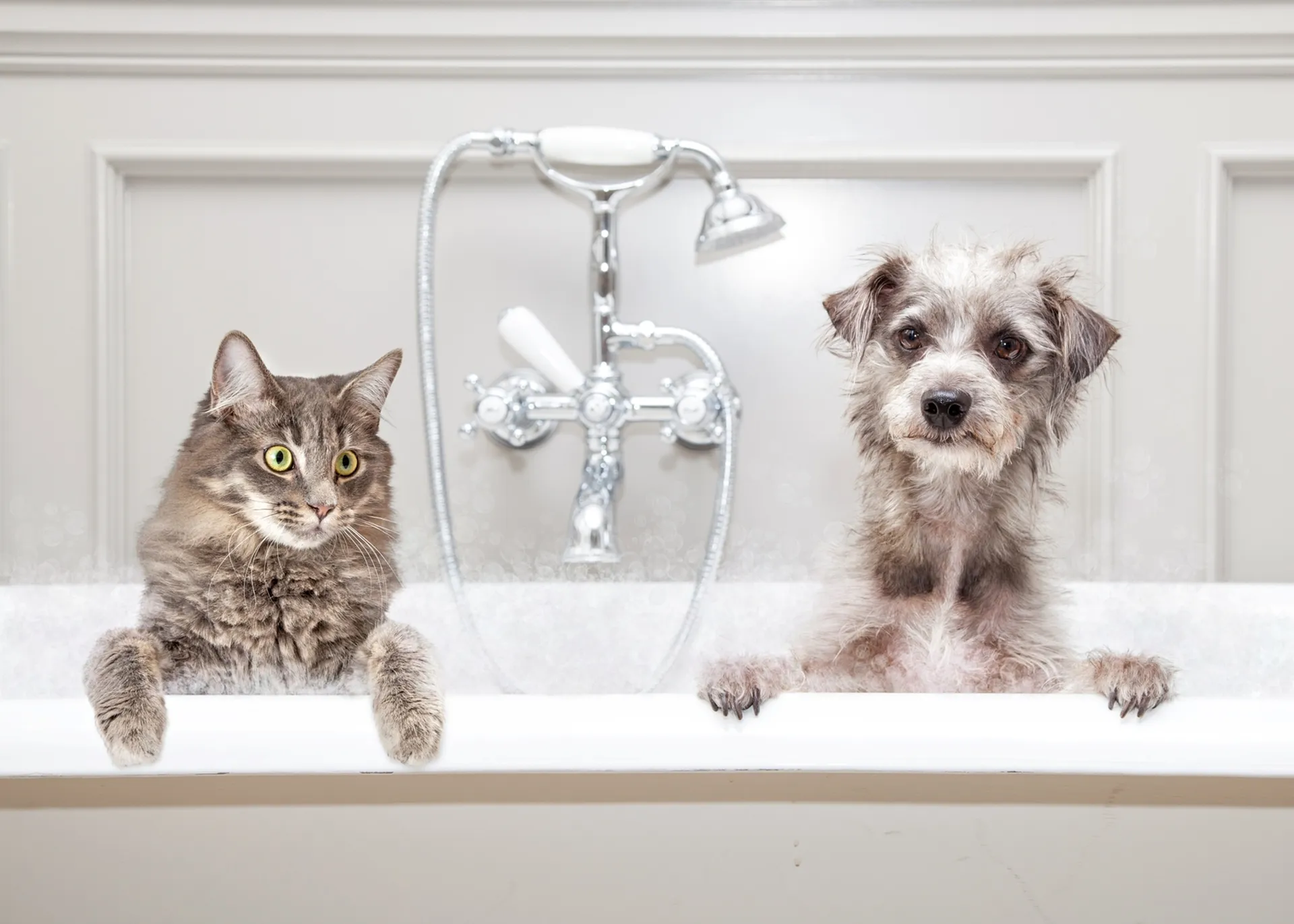 Charming bathroom scene with a curious cat and a playful dog peeking over a bathtub, showcasing a pet-friendly home.